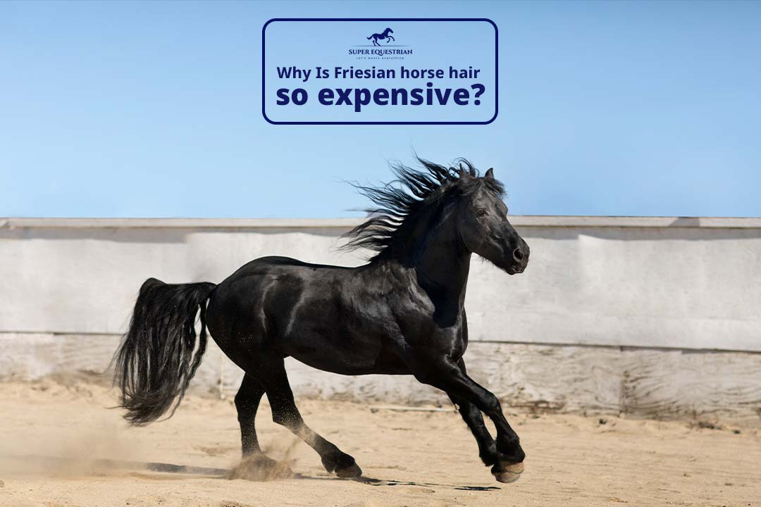 Why Is Friesian horse hair so expensive